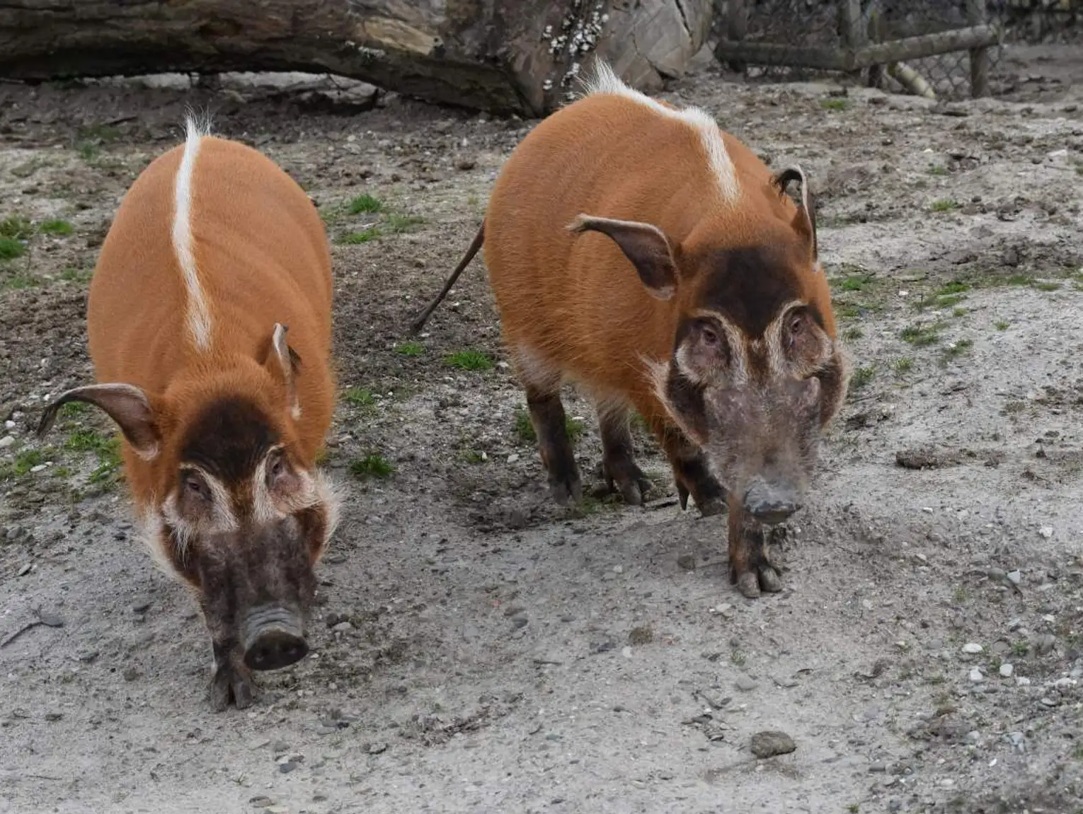 Zamość: Zoo zaprasza na bezpłatne zwiedzanie. Nie przegapcie tej okazji