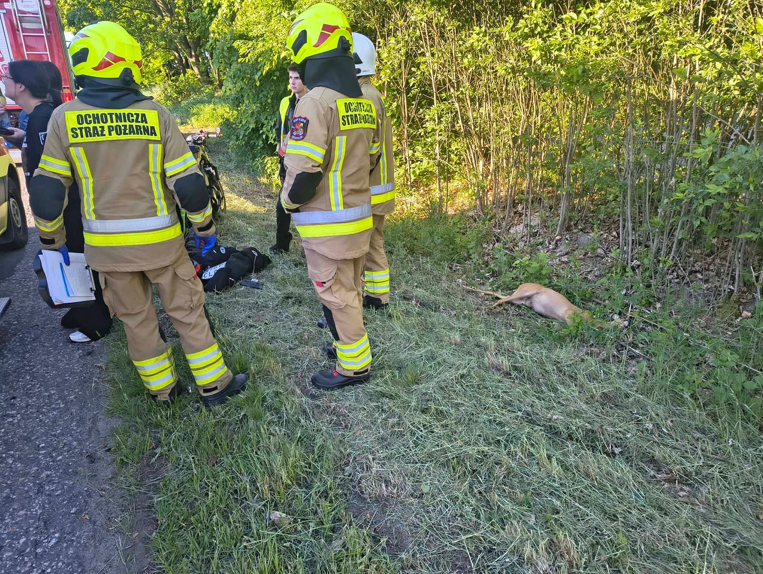 Zderzenia z sarnami w powiecie włodawskim. Ranny motocyklista trafił do szpitala [ZDJĘCIA]