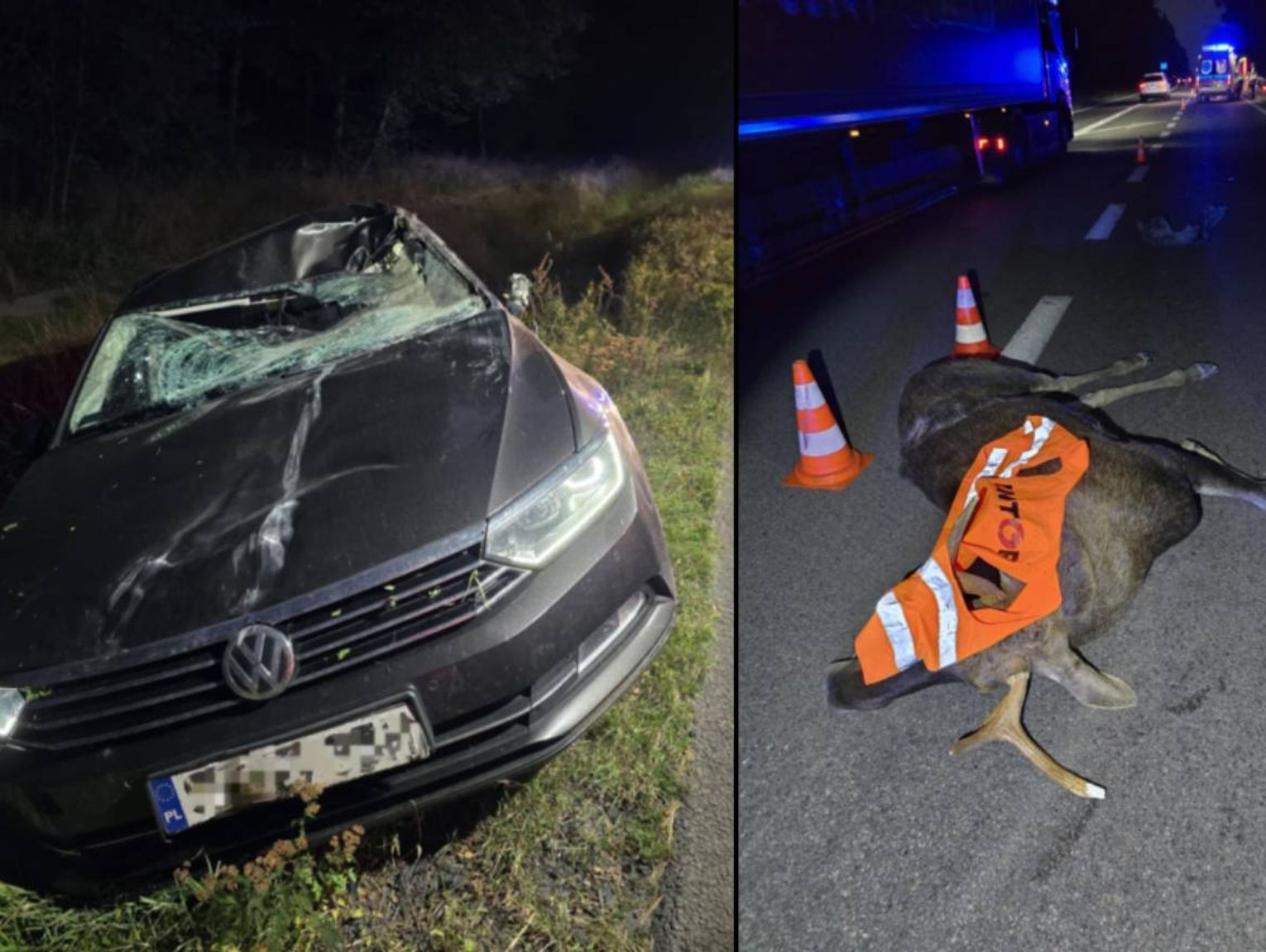 Zderzenie z łosiem w gminie Rejowiec. Kierowca trafił do szpitala