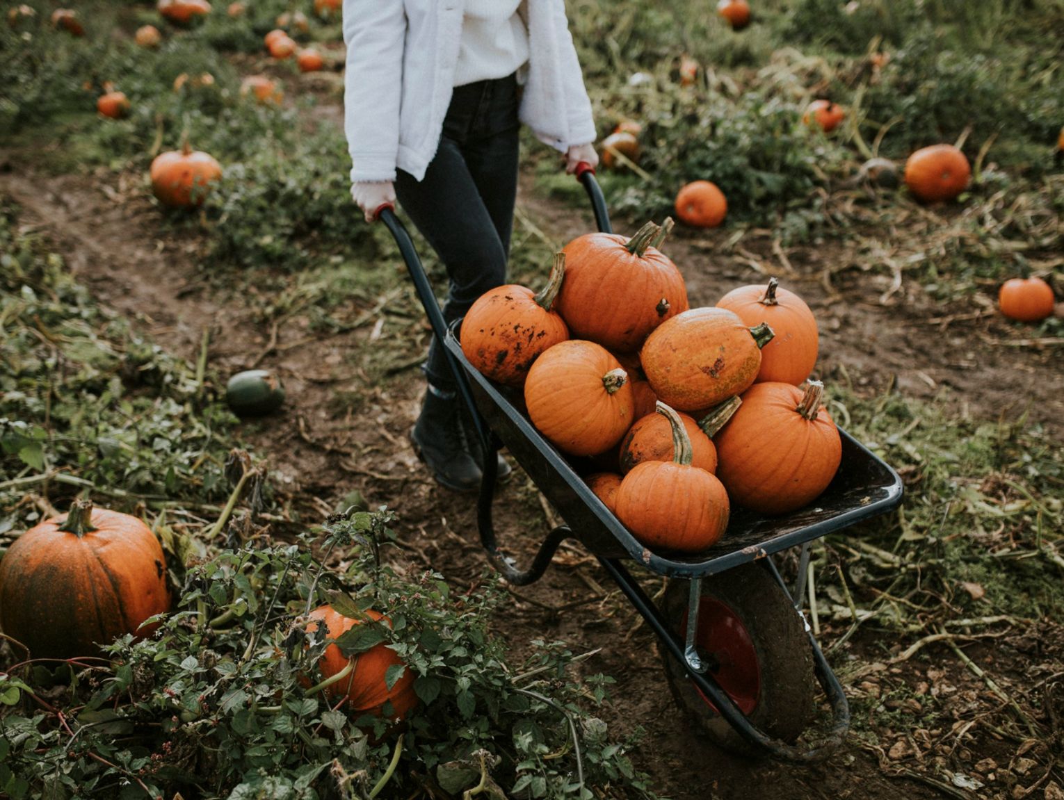 Ziemia włodawska dynią stoi. Bo bardziej się teraz opłaca?