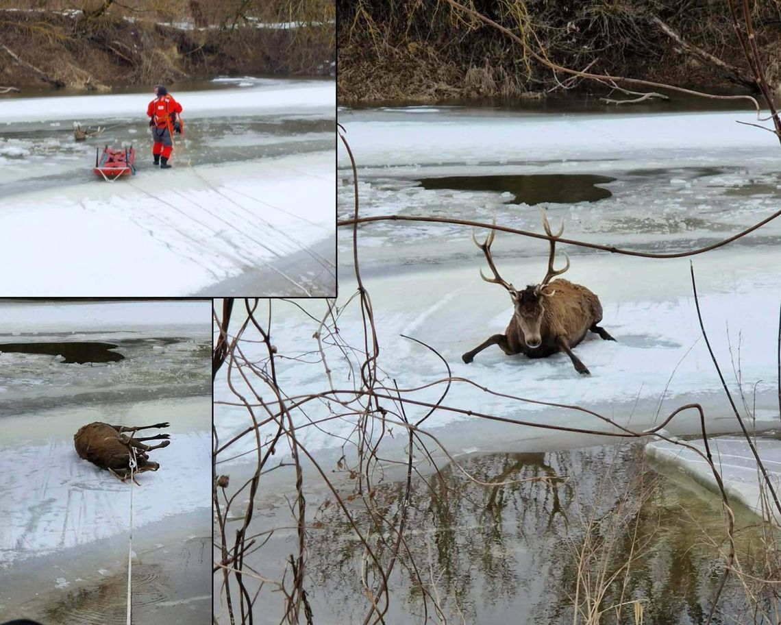 14 strażaków, 3 godziny walki o życie jelenia, który wpadł do Bugu [ZDJĘCIA]