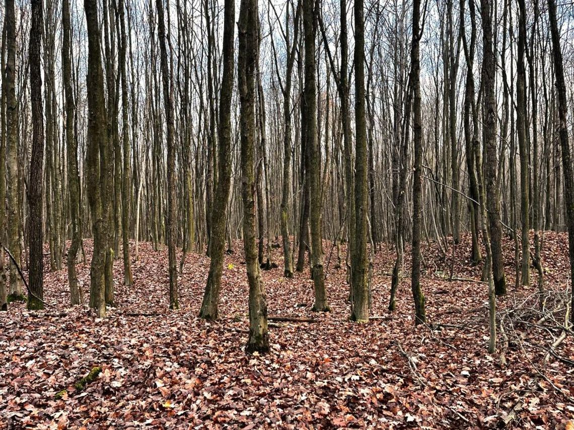 Regionalna Dyrekcja Ochrony Środowiska w Lublinie rozpoczyna procedurę przygotowania planów ochrony dla dwóch rezerwatów przyrody w województwie lubelskim. Chodzi o „Kurhany-Namule” w powiecie krasnostawskim oraz „Starodrzew Sosnowy” w powiecie chełmskim.