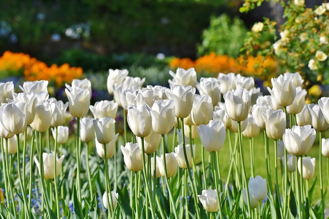 3 tysiące tulipanów dla pary prezydenckiej