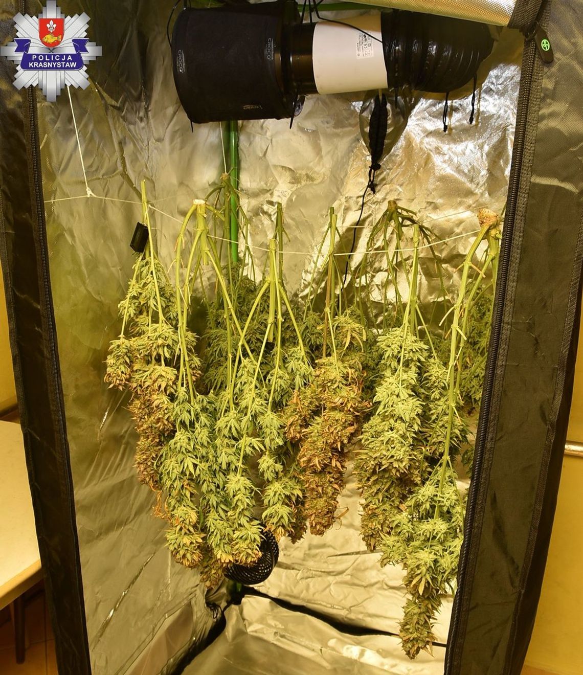32-latek uprawiał w domu marihuanę. Wpadli do niego mundurowi i ją zarekwirowali