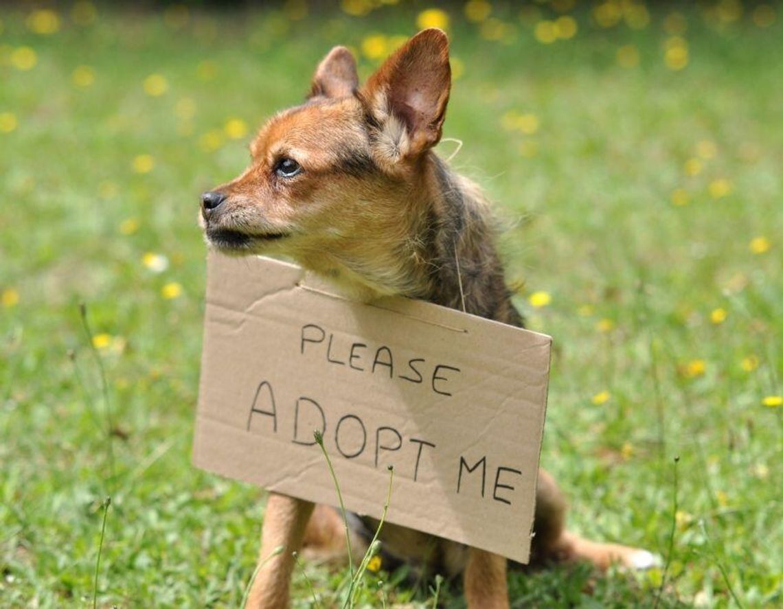 Adopcja psa lub kota? Tego najbardziej obawiają się Polacy
