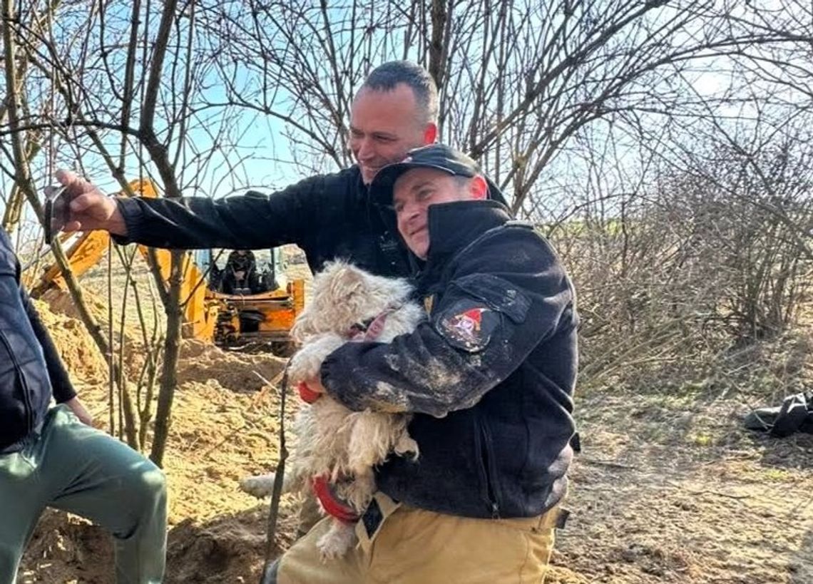 Akcja ratunkowa w Krasnymstawie. Strażacy uwolnili psa z lisiej nory Akcja ratunkowa w Krasnymstawie. Strażacy uwolnili psa z lisiej nory