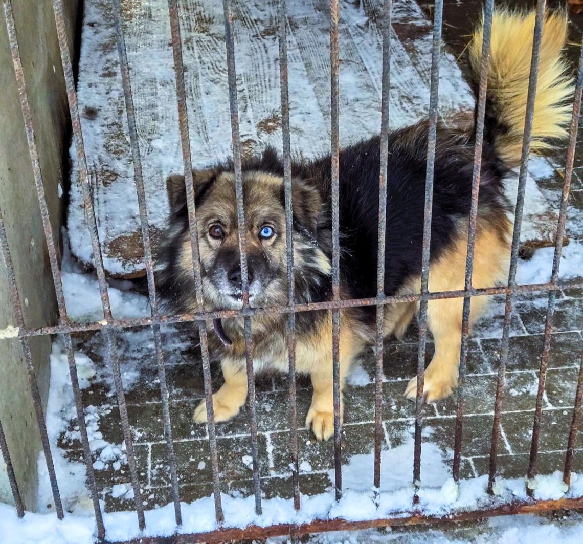 Pomoc zwierzętom wymaga empatii i rozsądku – emocje są zrozumiałe, ale to mądre działania realnie zmieniają ich los.