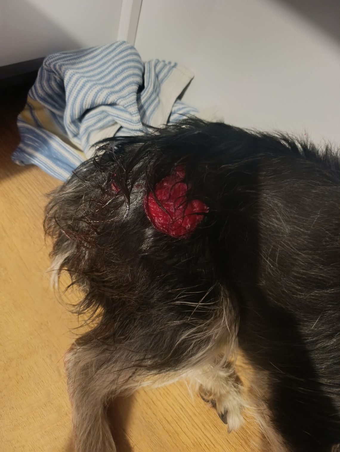 Atak na psy w Julianowie. Trwa ustalanie, czy sprawcą był wilk czy bezpański pies W miejscowości Julianów w gminie Siedliszcze doszło do ataku na dwa psy przebywające na prywatnej posesji. Zdarzenie wywołało niepokój wśród mieszkańców oraz zainteresowanie służb. Właścicielka zwierząt jest przekonana, że napastnikiem był wilk.