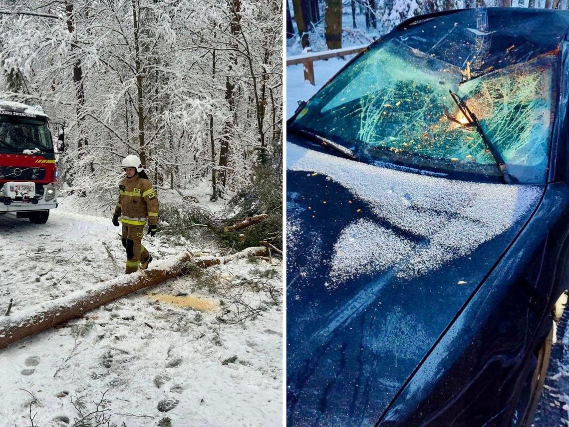 Atak zimy. U nas spokojnie, na Zamojszczyźnie powalone drzewa, zerwane linie energetyczne i dziesiątki interwencji straży [ZDJĘCIA]