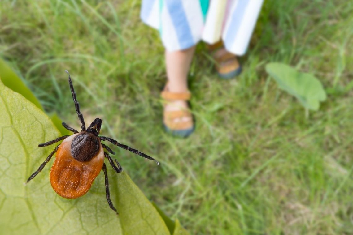 Borelioza. W tych województwach jest najwięcej zakażonych kleszczy