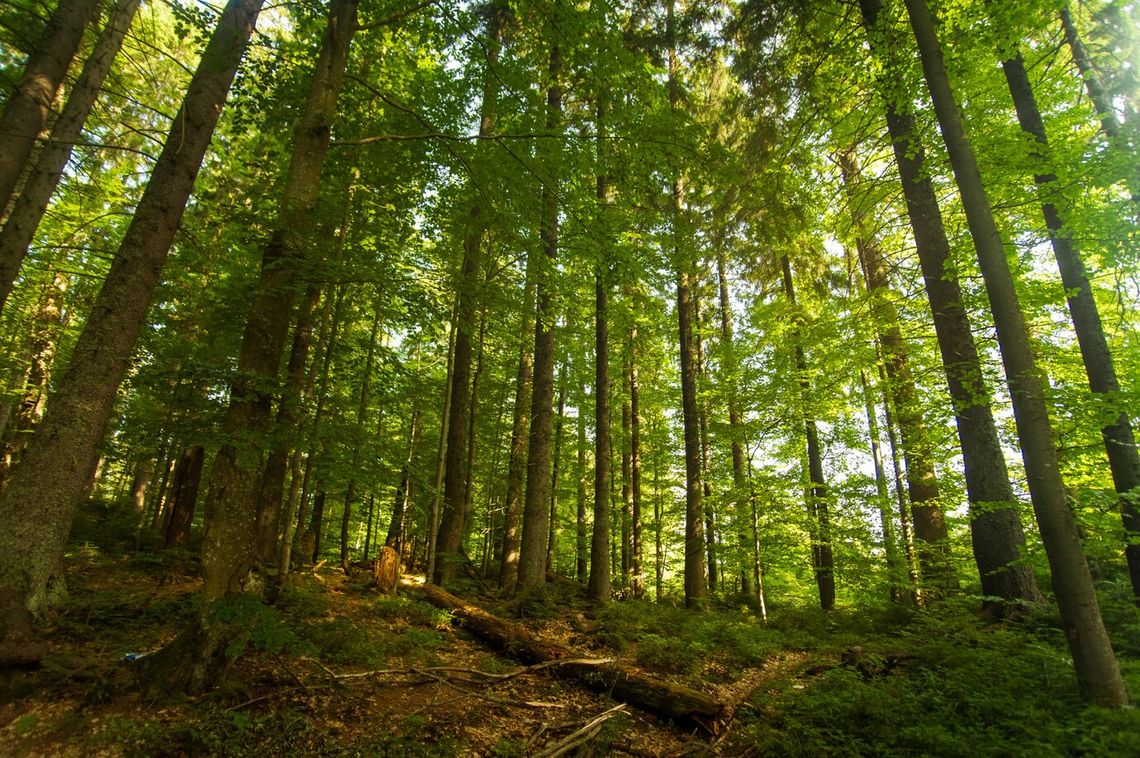 Chełm. Akcja sadzenia drzew "DrzewoDzielnia"