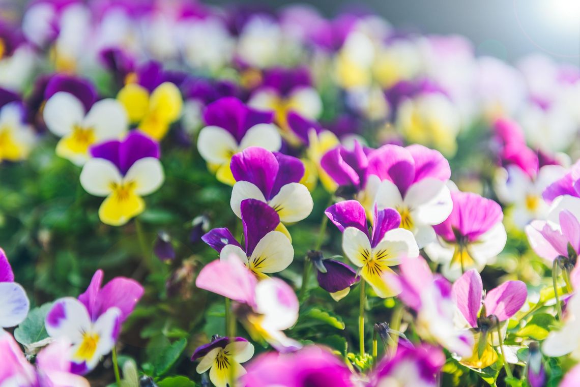 Chełm. Miasto rozdaje kwiatki. Nowego domu szukają bratki Chełm. Miasto rozdaje kwiatki. Nowego domu szukają bratki