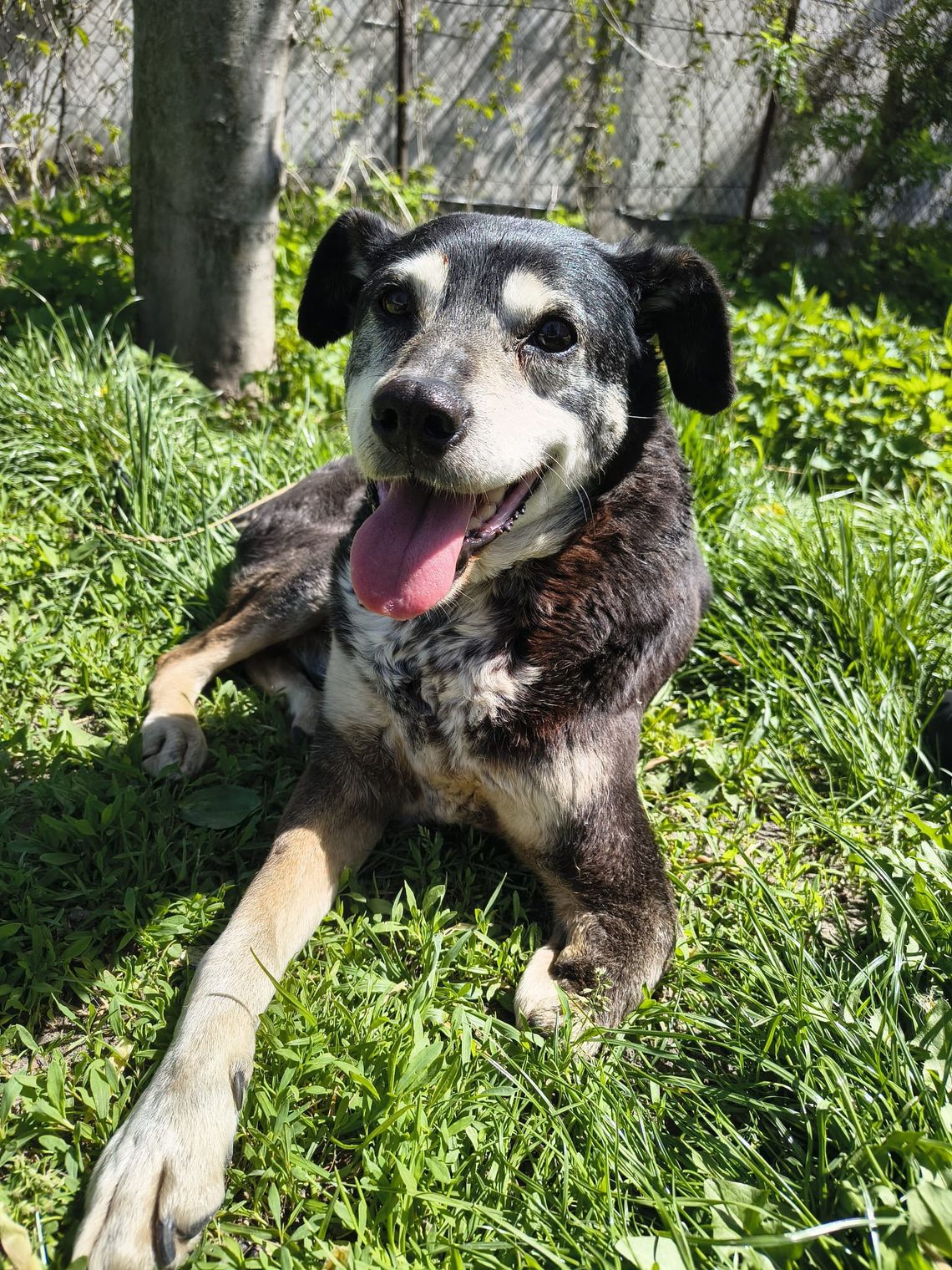 Chełm. Festyn z okazji "Światowego Dnia Zwierząt" Chełm. Festyn z okazji "Światowego Dnia Zwierząt"