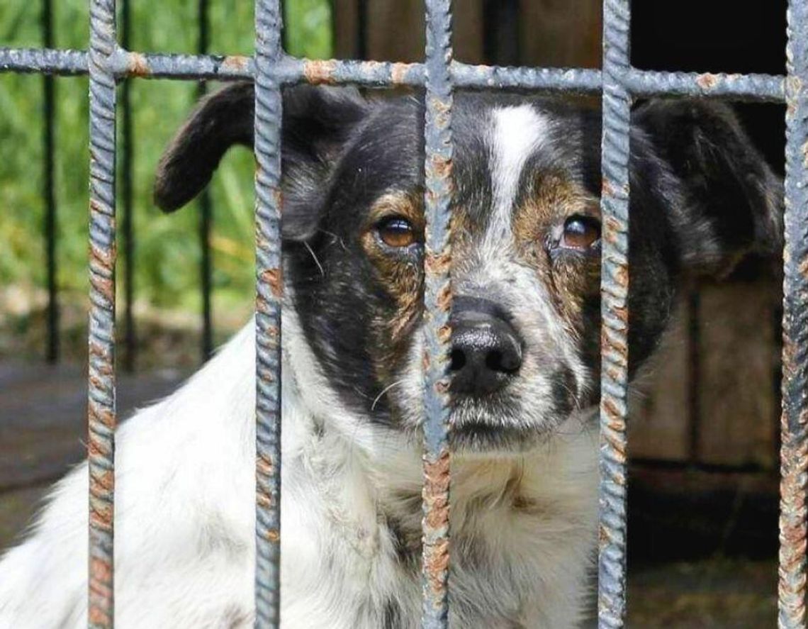 Chełm. Kontrola w schronisku dla bezdomnych zwierząt: standardy utrzymane, ale potrzebne inwestycje Chełm. Kontrola w schronisku dla bezdomnych zwierząt: standardy utrzymane, ale potrzebne inwestycje