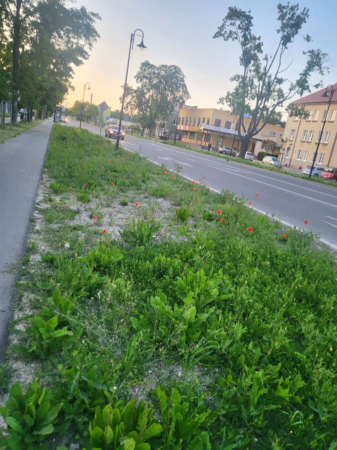 Chełm. Koszą - źle, nie koszą - jeszcze gorzej. Co z tą zielenią?