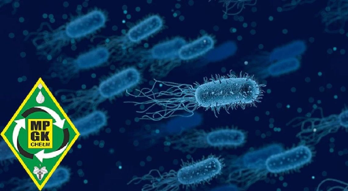 Chełm. Legionelloza pod kontrolą. MPGK robi dodatkowe badania Chełm. Legionelloza pod kontrolą. MPGK robi dodatkowe badania