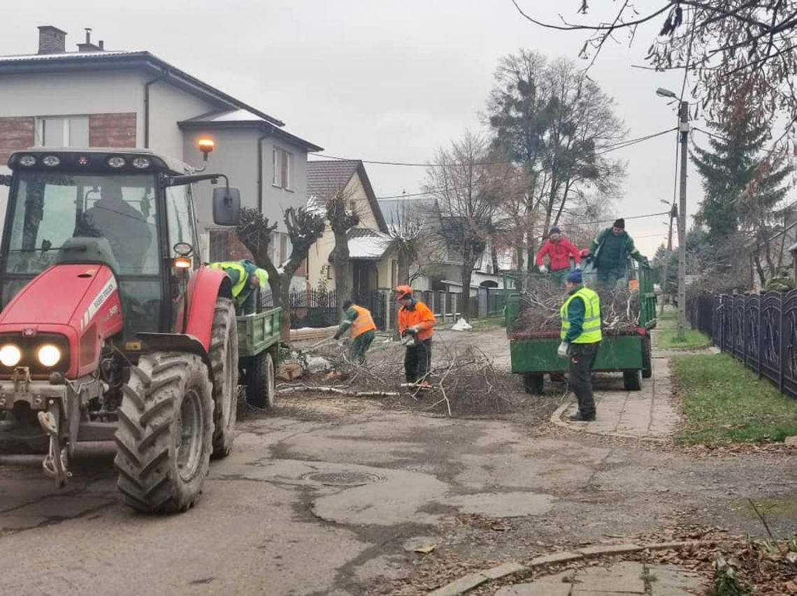 Chełm. MPGK rozpoczął walkę z jemiołą. Ruszyła też pielęgnacja drzew Chełm. MPGK rozpoczął walkę z jemiołą. Ruszyła też pielęgnacja drzew