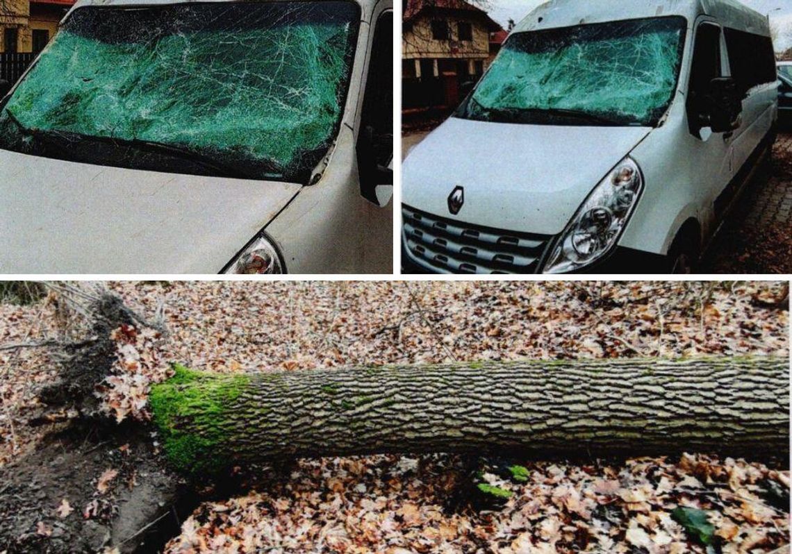 Chełm. Nadleśnictwo usunie niebezpieczne drzewa przy ul. Hrubieszowskiej