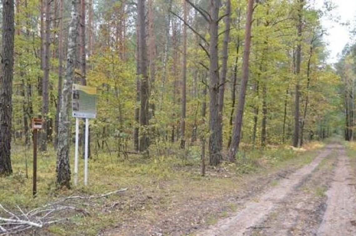 Chełm: Po skończonej pracy leśne drogi w Kumówce wrócą do stanu używalności Chełm: Po skończonej pracy leśne drogi w Kumówce wrócą do stanu używalności