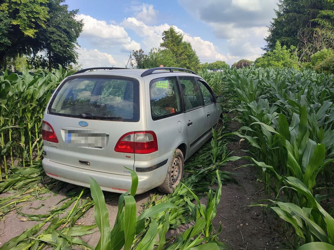Chełm. Policyjny pościg zakończony w polu kukurydzy