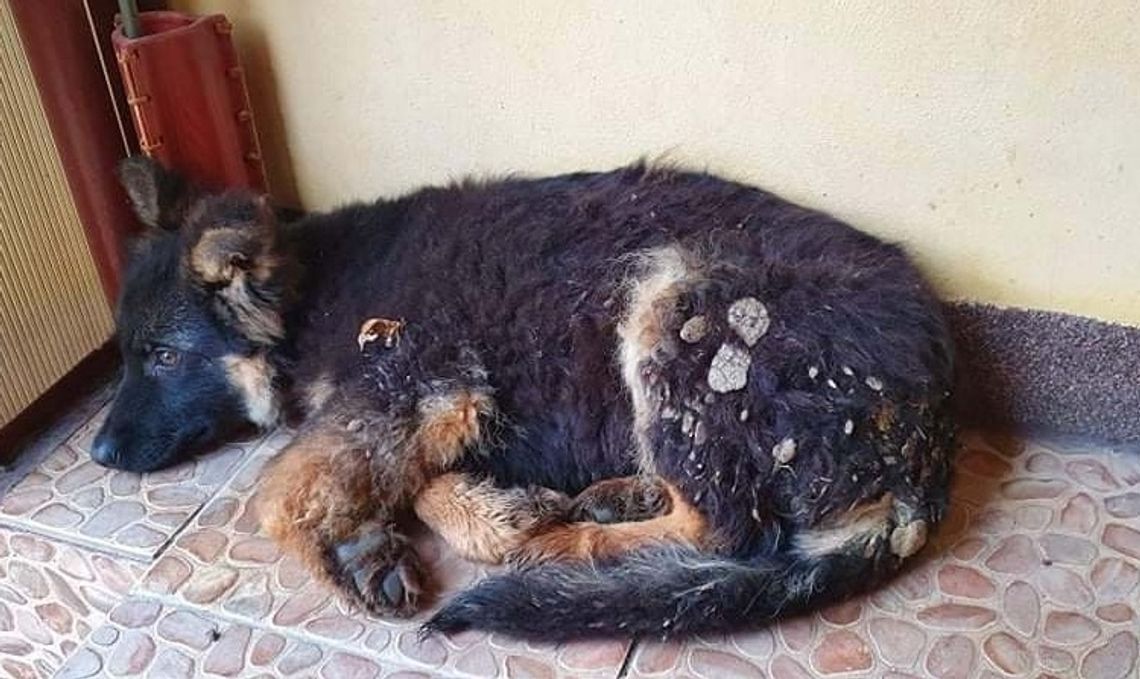 Chełm: Pomóżmy uratować łapę Szczęściarza Chełm: Pomóżmy uratować łapę Szczęściarza