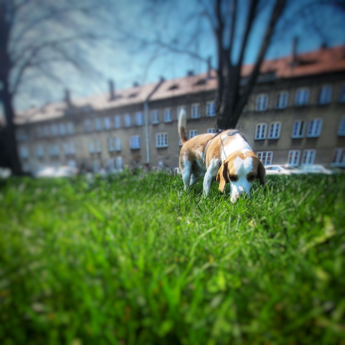 Chełm. Jak sąsiedzi trują zwierzęta! Resztki do kosza, a nie na trawnik!