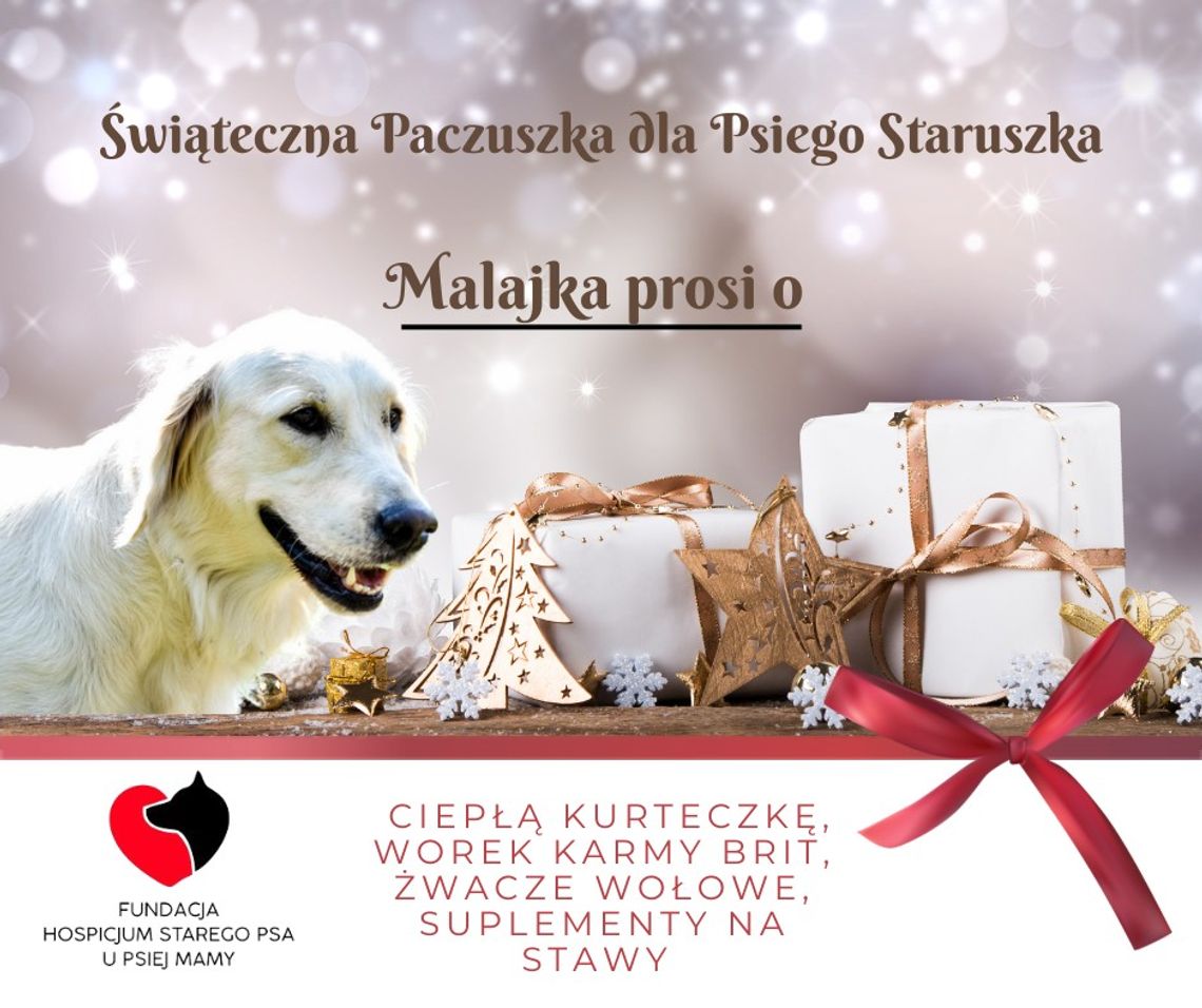 Chełm. "Świąteczna Paczuszka dla Psiego Staruszka" akcja na rzecz zwierząt Ruszyła akcja „Świąteczna Paczuszka dla Psiego Staruszka”.