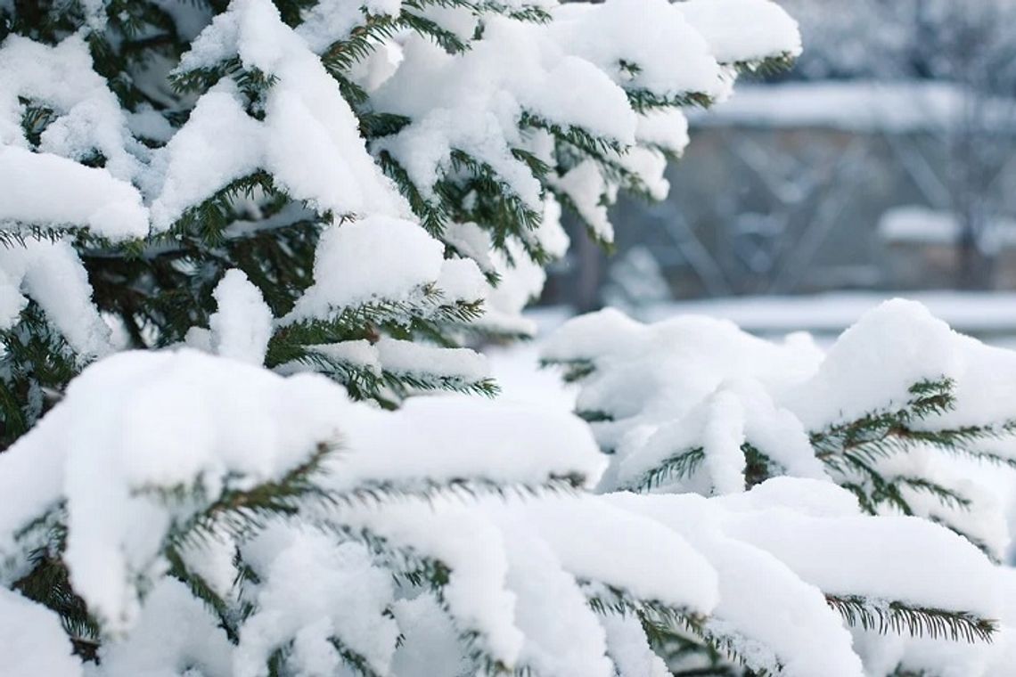 Chełm: W mieście zimą sadzą drzewa