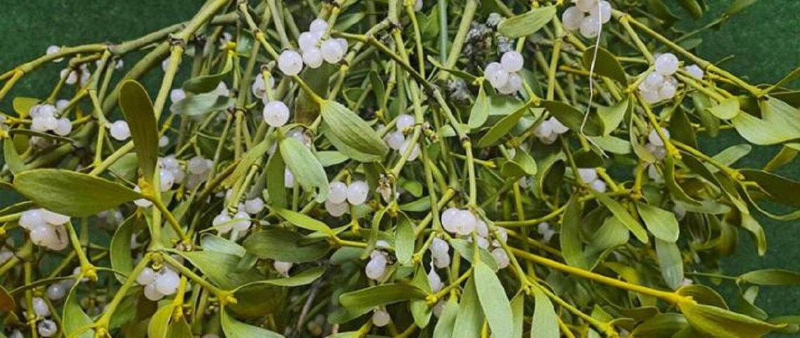 Chełm w walce z jemiołą. Miasto apeluje o wspólne działania Chełm w walce z jemiołą. Miasto apeluje o wspólne działania