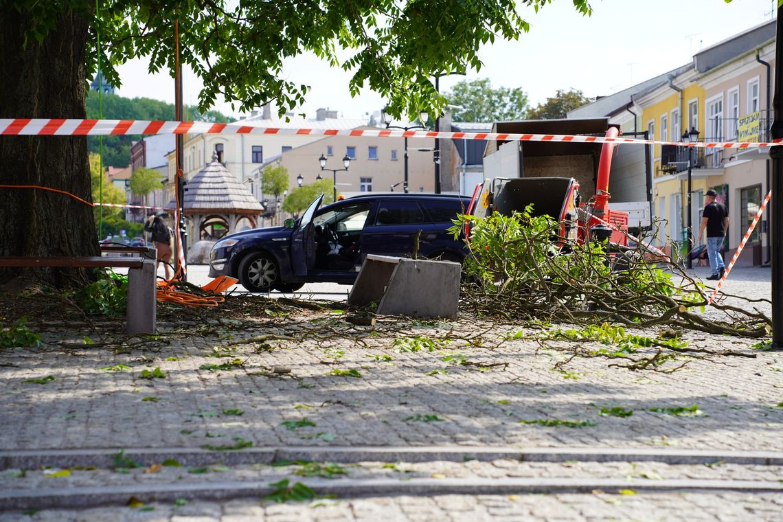 Chełm. Zielony pomnik na Placu Łuczkowskiego już po profesjonalnej pielęgnacji