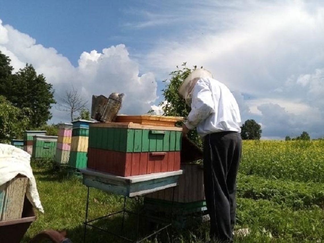 Chrońmy pszczoły przed wyginięciem