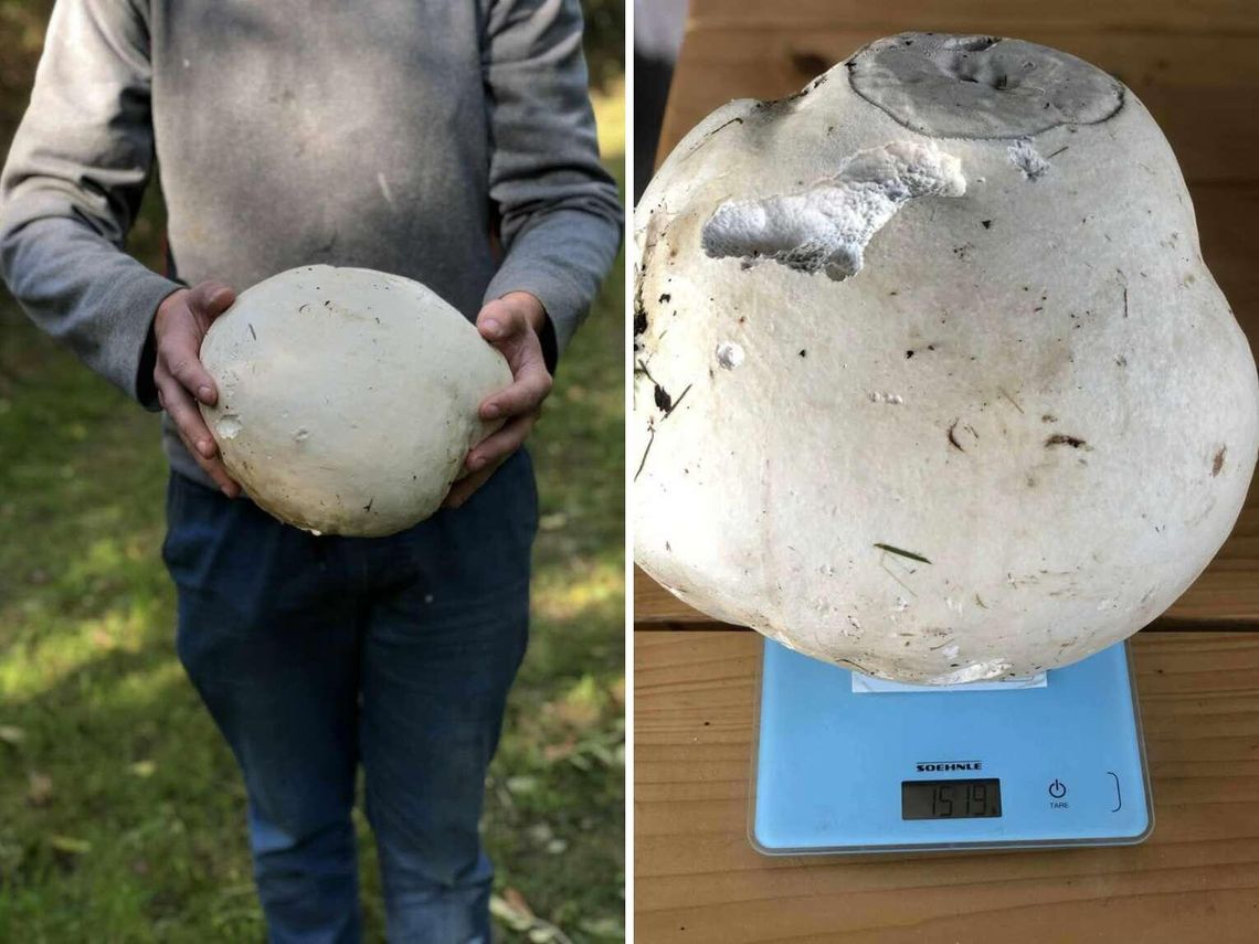 Co za grzyb! 25-latek znalazł prawdziwego giganta