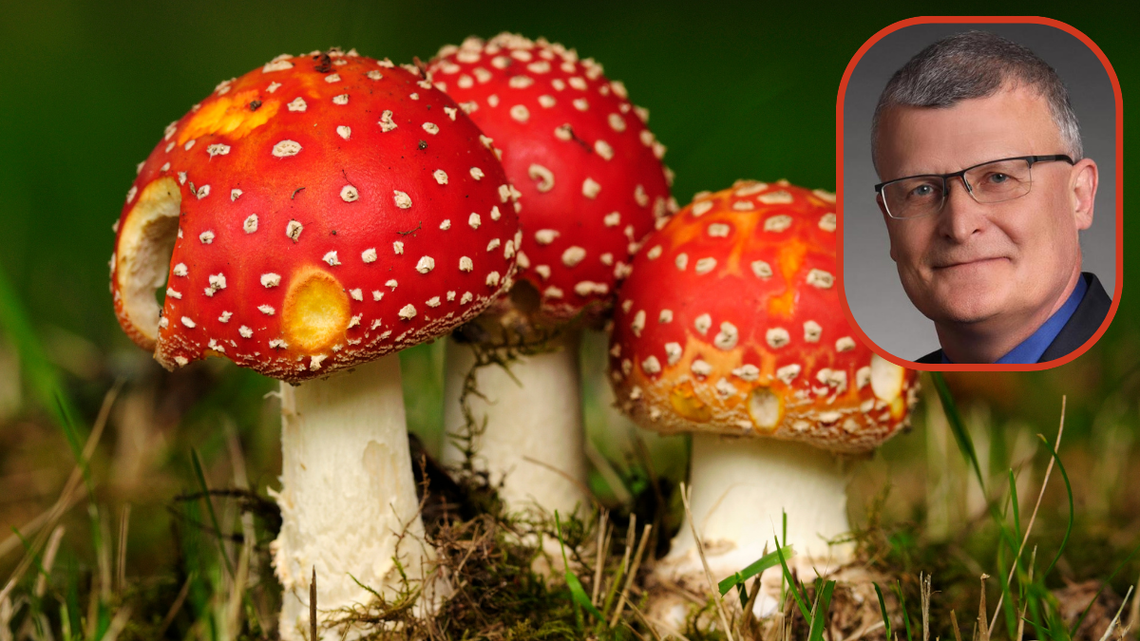 W internecie wciąż kwitnie handel czerwonymi muchomorami. Pomimo tego, że jest zabroniony.