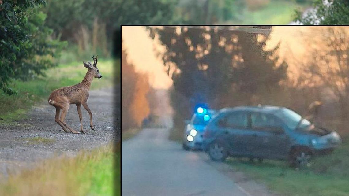 Dachowali przez sarnę. Jedna osoba trafiła do szpitala