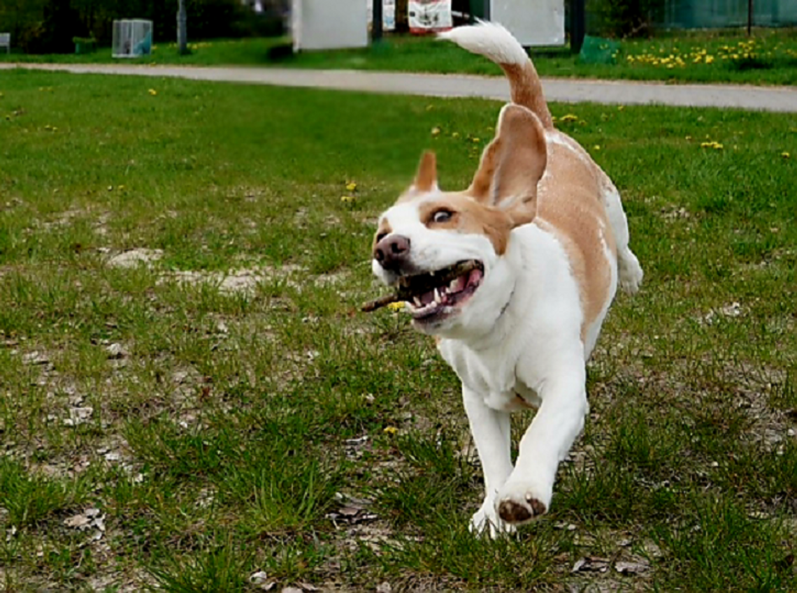 Dog parki w Chełmie – obietnice, rzeczywistość i oczekiwania mieszkańców