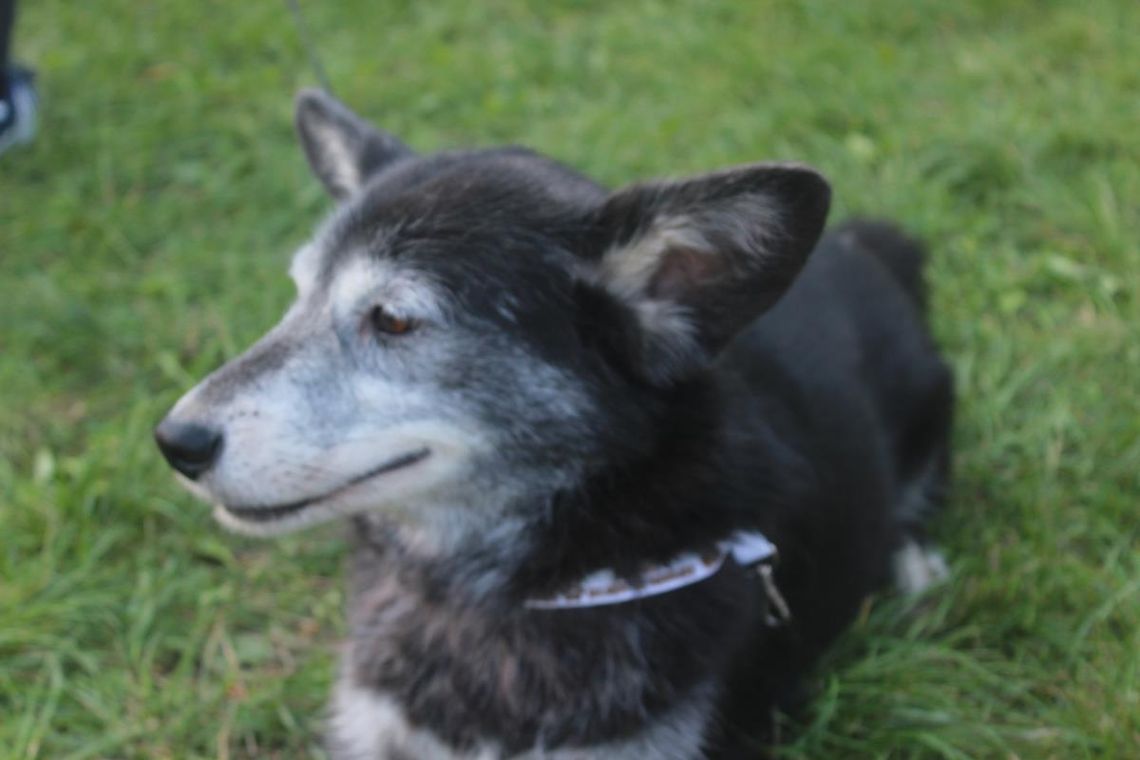 Dzień Zwierzaka 2017 [FOTORELACJA]