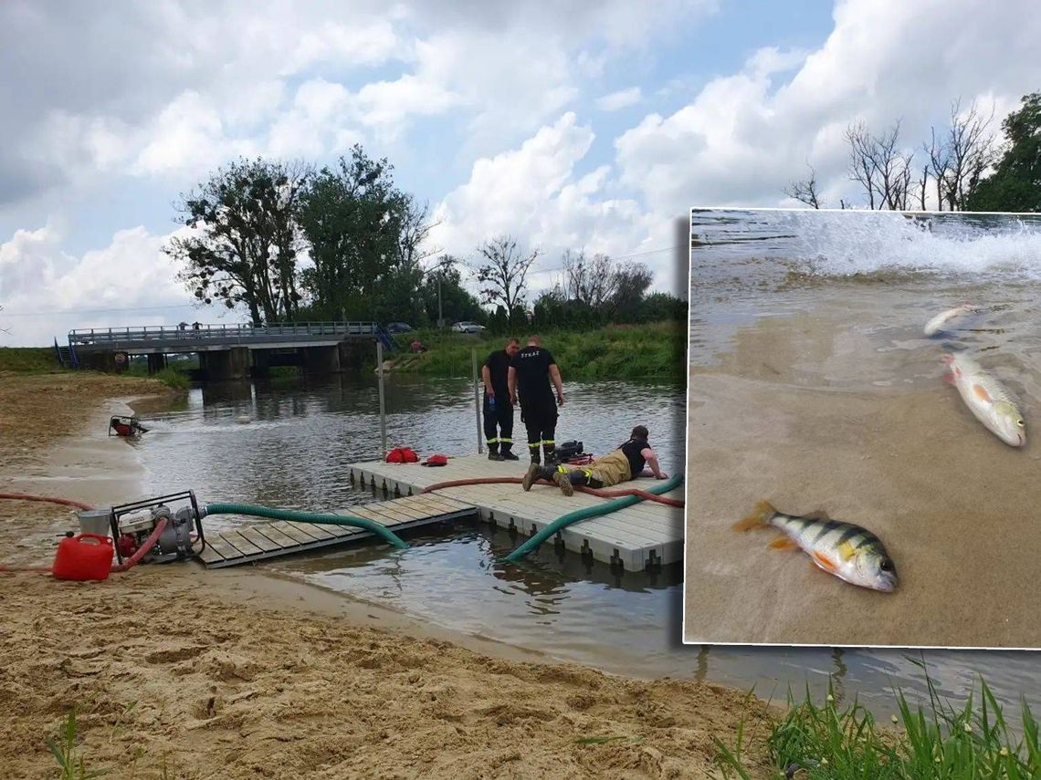 Dziesiątki śniętych ryb w rzece. Służby szukają przyczyny