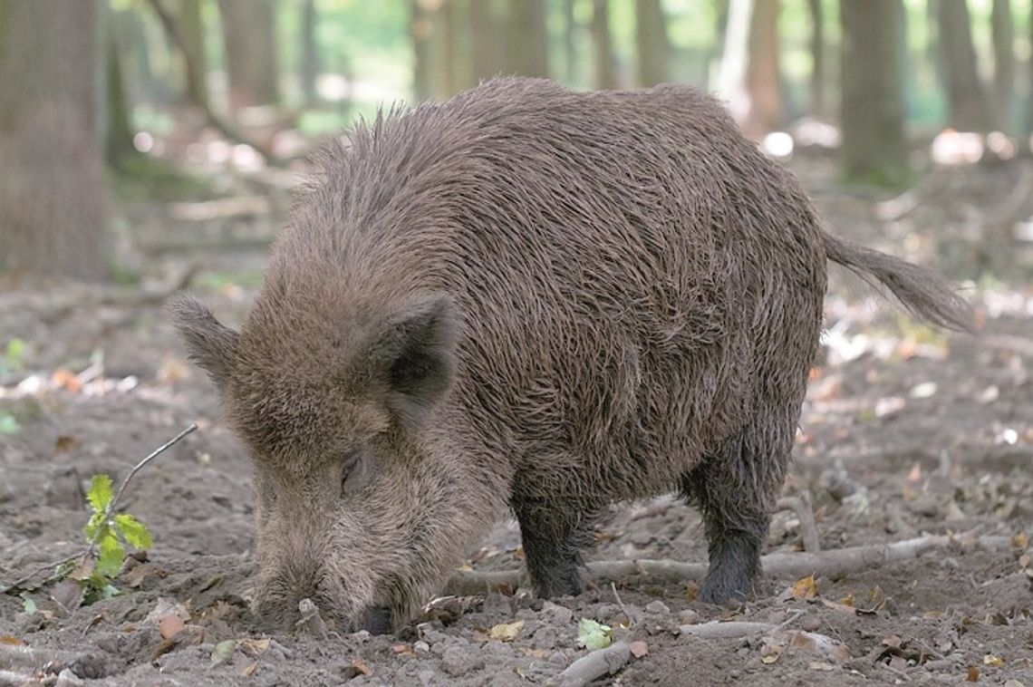 Dziki czyhają na spacerowiczów