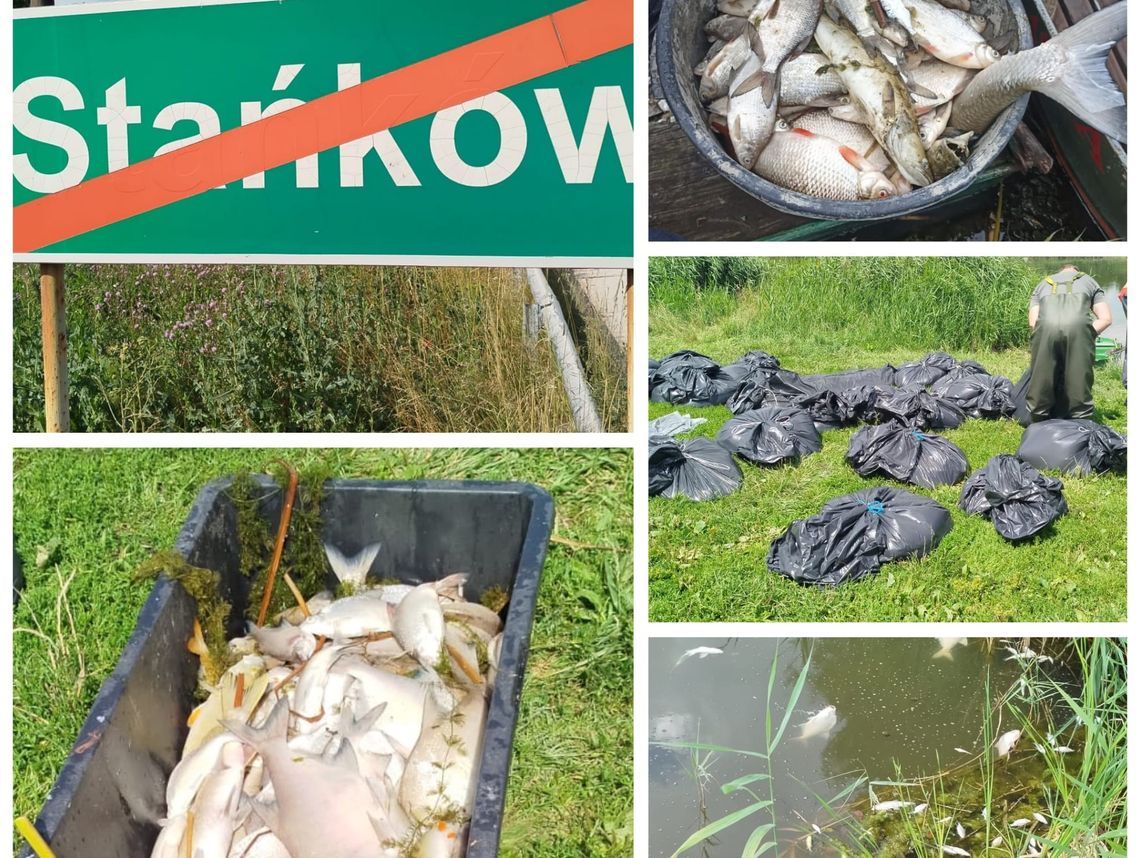 Po miesiącach niepewności i kontrowersyjnych decyzjach, sprawa masowego śnięcia ryb w zbiorniku Stańków oraz zanieczyszczenia rzeki Uherki z lipca 2025 roku doczekała się nagłego zwrotu akcji. Prokuratura Rejonowa w Chełmie, która wcześniej umorzyła postępowanie, wydała 21 kwietnia zawiadomienie