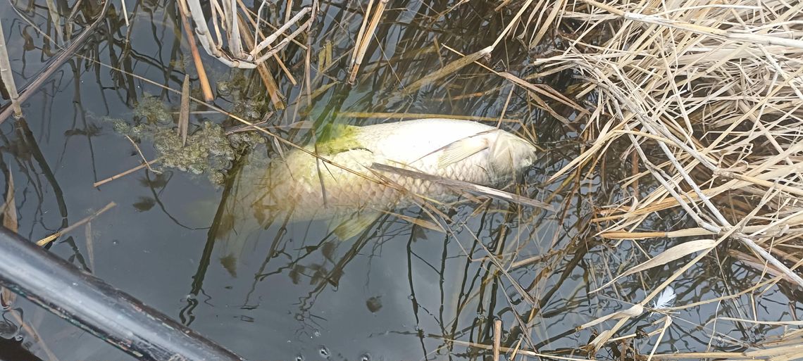 Gm. Chełm. Ryby w Stańkowie nie mają łatwo. Jak nie zanieczyszczenia, to przyducha Pod koniec marca opinię publiczną naszego powiatu zelektryzowała informacja o kolejnych rybach, jakie zostały wyłowione ze zbiornika w Stańkowie. I zapewne w niejednej głowie pojawiła się wówczas ta sama, co w lipcu ubiegłego roku, myśl - „No tak, znowu pojawią się na brzegach czarne worki”.
