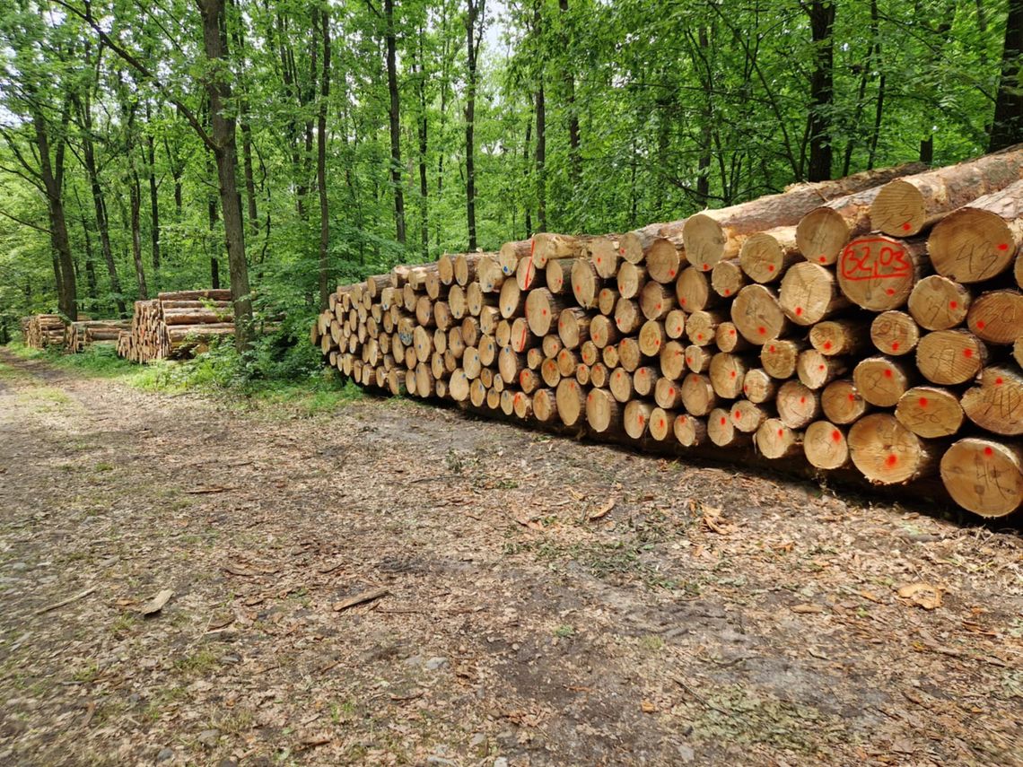 Gm. Chełm. Wycinka i okres lęgowy trwają w najlepsze