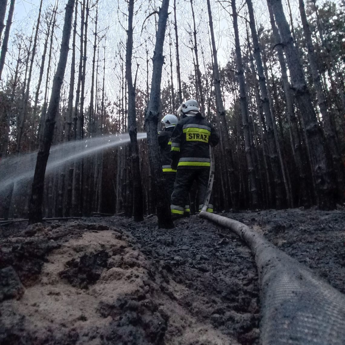 Gm. Dubienka. Płonął las w Lipnikach. Strażacy walczyli z ogniem 4 godziny [ZDJĘCIA]