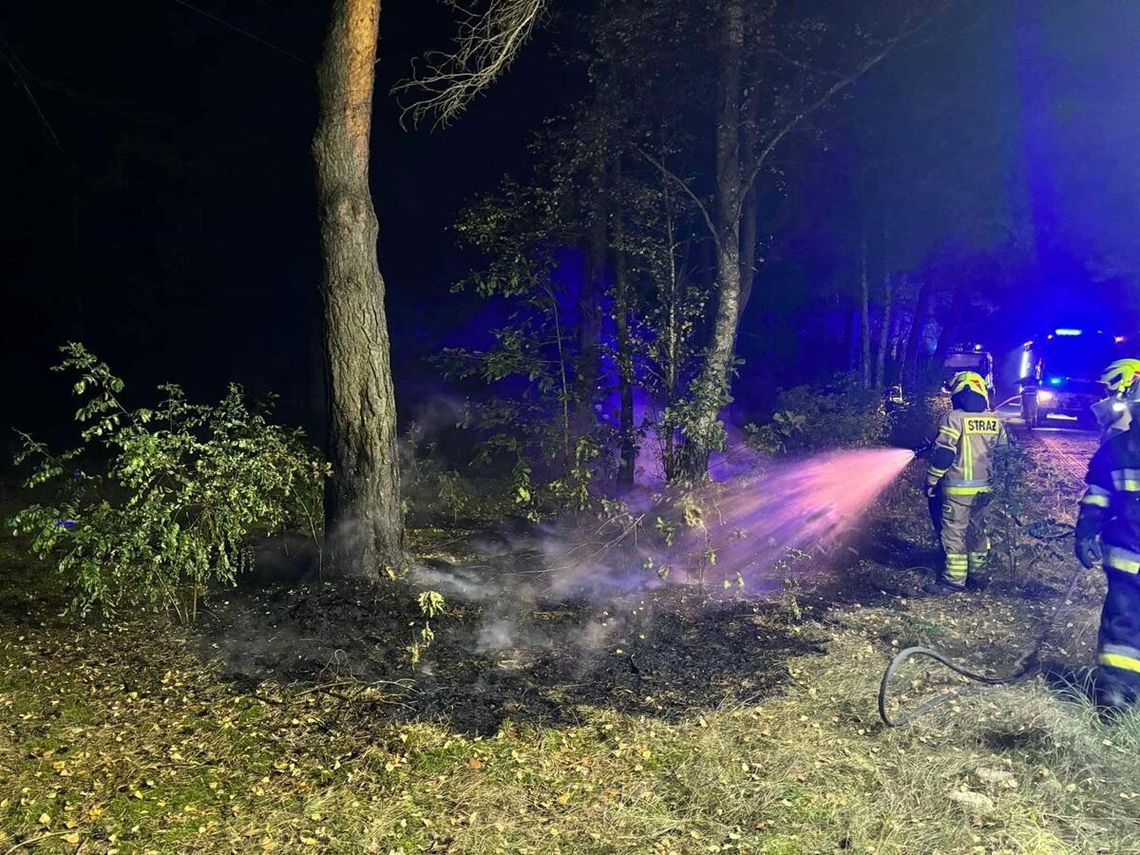 Gm. Hańsk. Pożar w lesie. Ktoś podłożył ogień w trzech miejscach!