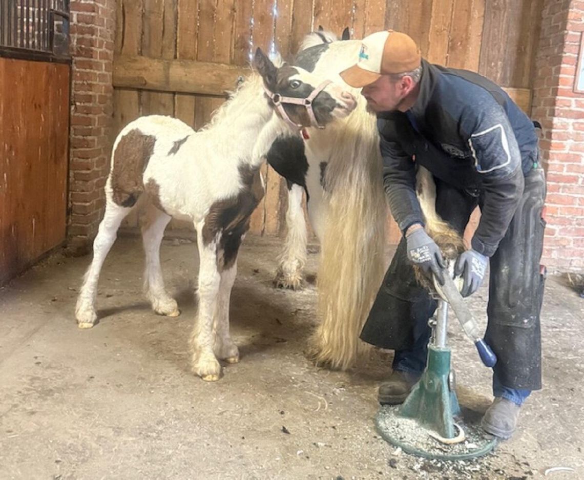 Gm. Kamień. Marcin Cimek - kowal uzdrowiciel. Nie tylko od końskich kopyt, ale też od duszy [GALERIA ZDJĘĆ]