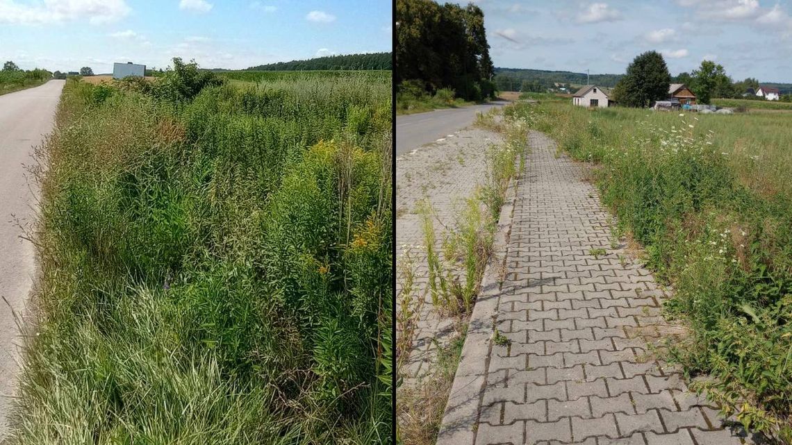 Gm. Kraśniczyn. Mieszkanka wytyka wójtowi brak dbałości o trawniki i pobocza