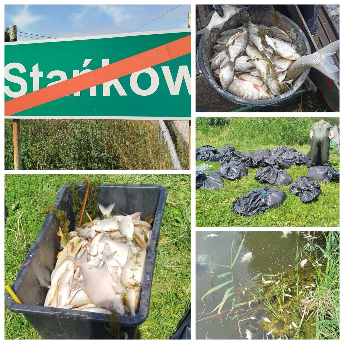 Zdecydowanie nie takiej decyzji w sprawie ubiegłorocznego śnięcia ryb w Stańkowie spodziewali się działacze chełmskiego okręgu Polskiego Związku Wędkarskiego ze strony Prokuratury Rejonowej w Chełmie. Organ postanowił umorzyć śledztwo, które zostało wszczęte pod koniec lipca 2025.