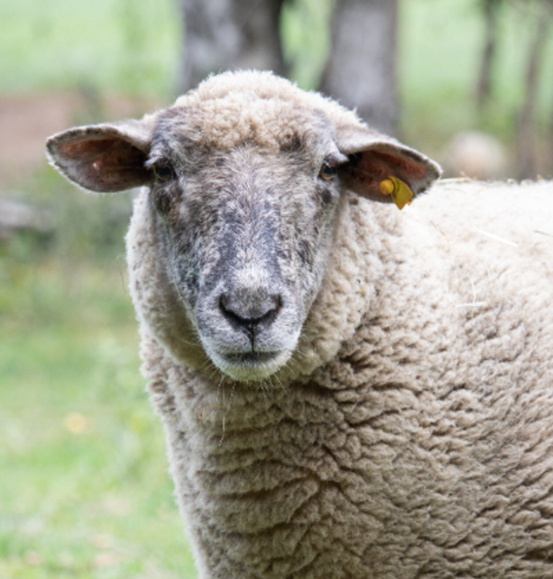 Gm. Rejowiec Fabryczny. Owce padły i służby wyjaśniają dlaczego