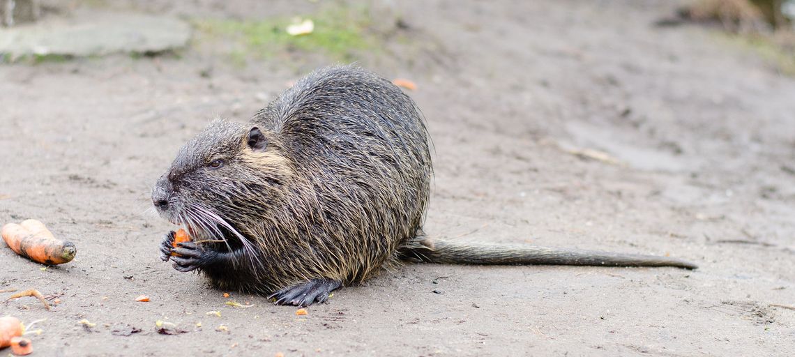 Gm. Rejowiec Fabryczny. Za hodowanie tych zwierząt zapłacisz nawet 1 mln zł