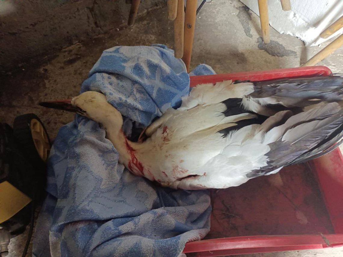 Gm. Rejowiec. One mają serce na dłoni. Pospieszyły na pomoc rannemu bocianowi