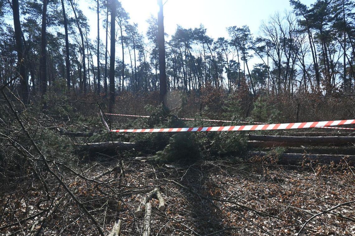 Gm. Rejowiec. Tragiczny wypadek podczas wycinki drzew